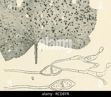 . Krankheiten der angebauten Pflanzen und Bäumen. Pflanzenkrankheiten; Pflanzen-- Wunden und Verletzungen; Pflanzen, Schutz der; Bäume - Krankheiten und Schädlinge. PUCCINIA 311 Ich als in anderen Fällen, ein Angriff bedeutet Immunität in der j Zukunft. Ich! Rosa Rost {Puccinia arenariae, Wint.), kommt es häufig zu Verletzungen j zu kultivierten Rosen und Nelken. Es bildet kleine schwärzliche Flecken in unregelmäßigen Kreisen angeordnete Blätter und Stängel. H',;. ••.?. ... .. V-%^-. Abb. 91. - Puccinia Malvacearum. Hollyhock Blätter mit pusteln von Pilz; 2, teleutospores, einer Keimen. Sehr mag. Teleutospores sind nur vorhanden. Diese ar Stockfoto