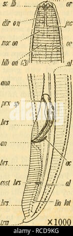 . Krankheiten von Pflanzen - Pflanzen in der Kleinen Antillen. Tropische Pflanzen, Pflanzenkrankheiten. Nach N. A. Cobb Abb. 14 Tylenchus musicola. Abb. 15 Tylenchus musicola, Männlich Weiblich lebenden Anlage bei Feuchtigkeiten unter gehen, aber nicht unter 75 Prozent, der Sättigung. Die gleichen Arten können über ein Monat der Eintauchen in Wasser überleben, aber nach Cobb viele Boden - bewohnen und gesichertem Nematoden erliegen nach einer sub-Verschmelzung von ein paar Tagen. Die Qualität der Widerstand gegen Nematoden Angriff ist in bestimmten Fällen gezeigt, die von Arten oder Sorten von Pflanzen, die denen ähnlich sind, die befallen. Damit liberianischen Kaffee wird gemeldet Stockfoto