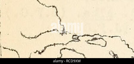 . Krankheiten aus Baumwolle, Zuckerrohr, Wald, Bäume, Zierpflanzen und verschiedene Pflanzen in den Vereinigten Staaten im Jahre 1919. Fibre Pflanzen Krankheiten und Schädlinge United States; Zucker Pflanzen Krankheiten und Schädlinge United States; Bäume Krankheiten und Schädlinge United States; Pflanzen, Zierpflanzen Krankheiten und Schädlinge in den Vereinigten Staaten. 2^9 GiiJviPHOR (GinnairiOLiuni oaraphora) Anthracnose. Verursacht tj Gloeosporium oainphorae Sacc. Von Baldwin County, Alabama berichtet, und Eell County, Te. Cas (Trace). Käfer, von Diplodia sp verursacht. Ein Trace in Karris County, Texas. (CATALPA Catalpa sp.) l^ea. F-Spot, verursacht durch Macrosporium catalp Stockfoto