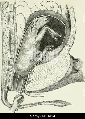 . Die Krankheiten und Störungen des Ochsen, mit Berücksichtigung der Krankheiten der Schafe. . Bitte beachten Sie, dass diese Bilder sind von der gescannten Seite Bilder, die digital für die Lesbarkeit verbessert haben mögen - Färbung und Aussehen dieser Abbildungen können nicht perfekt dem Original ähneln. extrahiert. Gresswell, George; Gresswell, Albert. London, Allen Stockfoto
