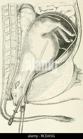 . Die Krankheiten und Störungen des Ochsen, mit Berücksichtigung der Krankheiten der Schafe. . Bitte beachten Sie, dass diese Bilder sind von der gescannten Seite Bilder, die digital für die Lesbarkeit verbessert haben mögen - Färbung und Aussehen dieser Abbildungen können nicht perfekt dem Original ähneln. extrahiert. Gresswell, George; Gresswell, Albert. London, Allen Stockfoto