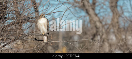 Ein Red-tailed Hawk sitzstangen an einem Winter. Stockfoto