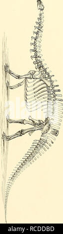. Die Dinosaurier von Nordamerika. Dinosaurier. . Bitte beachten Sie, dass diese Bilder sind von der gescannten Seite Bilder, die digital für die Lesbarkeit verbessert haben mögen - Färbung und Aussehen dieser Abbildungen können nicht perfekt dem Original ähneln. extrahiert. Marsh, Othniel Charles, 1831-1899. Washington, Govt. Drucken. Aus. Stockfoto