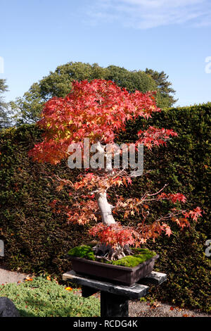 ACER PALMATUM BONSAI IM HERBST Stockfoto