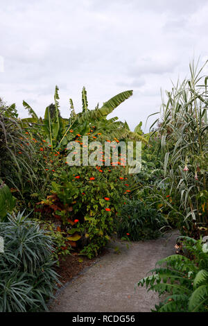 RHS Wisley exotischen Garten im Herbst Stockfoto