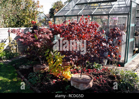 Topf gewachsen Acer palmatum ATROPURPUREUM. Japanischer Ahorn. Im HERBST Stockfoto