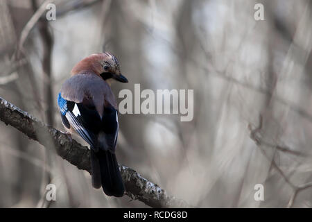 Eurasischen jay auf einem Zweig in den Wald posing Stockfoto