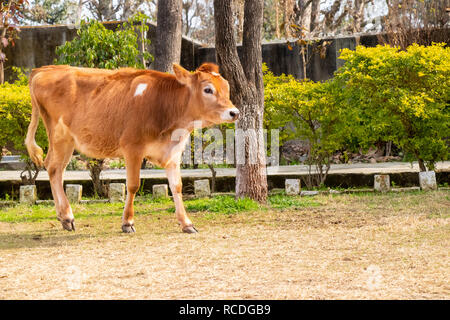 Junge Kuh Kalb zu Fuß in den Boden Stockfoto