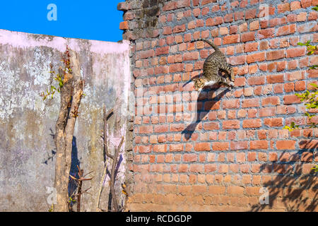Graue Katze im Springen Position von Wand Stockfoto