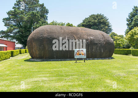 Grosse Kartoffel im Robertson New South Wales Australien Stockfoto