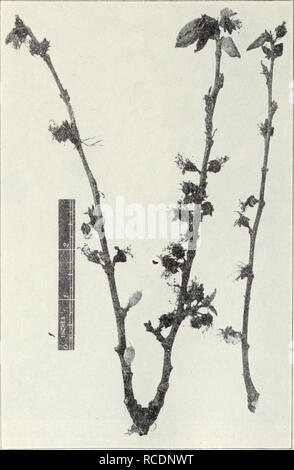 . Krankheiten der Früchte und Nüsse. Früchte, Nüsse. Krankheiten der Früchte und Nüsse 31 blackheart zu verhindern, vermeiden Sie übermäßige Bewässerung, schwere Schneiden zurück, oi - ansonsten Förderung zu saftigen Wachstum in jungen Aprikosenbäume. Bäume in der Regel die Probleme über den Kopf wachsen und vollständig wiederherstellen, nachdem die Toten slioots entfernt wurden. Aufgrund dieser Krankheit, es ist eine arme prac-tice junge Aprikosen mit Tomaten zu interplant.. Abb. 15.- Blüte - feuerbrand Phase der Aprikose bvoAvn rot. Blossom-End Rot, innere Fäulnis, Alternaria Rot.-Blossom-rot ist von einer Firma, schwarz rot gekennzeichnet, mit Beginn der Blüte Ende und Pr Stockfoto