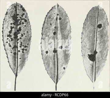 Krankheiten von Blumen und anderen Zierpflanzen. Blumen;  Pflanzenkrankheiten. 54 Kalifornien Landwirtschaftlicher Extension Service  [Cm. 118 Kontrolle von photinia Mhen. - Diese beliebte einheimische  Strauch oft pre-sents, eine sehr traurige ...