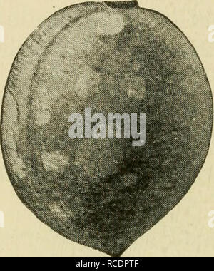 . Krankheiten der Pflanzen. Pflanzenkrankheiten. 92 Krankheiten der Pflanzen in der Orte, von denen kranke Bäume entfernt wurden eingestellt werden. Kennzeichnungen, die keine Zweifel hinsichtlich seiner Identität verlassen, werden von Smith wie folgt beschrieben: "^" vorzeitig Reif, rot-gepunktete Früchte und vorzeitiger Entfaltung der Blattknospen in schlanken, blassen Sprossen oder in verzweigten, Besen - wie Wachstum, sind die charakteristischsten Symptome von Gelb. Die Zeit der Reifen-ing der vorzeitigen Obst variiert in weiten Grenzen; manchmal geht der noch-mals Reifung von nur wenigen Tagen und zu anderen Zeiten von Sever Stockfoto