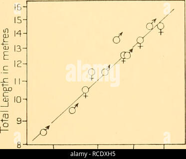 . Entdeckung berichten. Discovery (Schiff); Wissenschaftliche Expeditionen; Ocean; Antarktis; Falkland Inseln. 2' 0 2'' 5 3-0 3-5 Mittelwert der Messung N-5 in m Abb. 64. Buckelwal. Logarithmische Darstellung der Gesamtlänge gegen Messung Nr. 5. Spitze der Schnauze auf die Mitte des Auges. - R 7 4 - 5 T Mittelwert der Messung N^Tin m Abb. 65. Buckelwal. Logarithmische Darstellung der Gesamtlänge gegen Messung Nr. 7. Zentrum von Auge in der Mitte des Ohres. IG/in 1^-gebo ABL. s ^-^ L14-r^A ABL. Q'EI 3 - &Lt;^. £ 12^11/c'^in - 9/ j" - "cf0-/T4 Mittelwert der Messung N-S in m Abb. 66. Buckelwal. Stockfoto