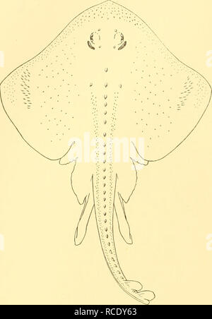 . Entdeckung berichten. Discovery (Schiff); Wissenschaftliche Expeditionen; Ocean; Antarktis; Falkland Inseln. Ich 8 Entdeckung berichten die Burdwood Bank gesammelt durch das 'Scotia", die von Regan identifiziert wurde wie R. magellanica. Dies ist jetzt in der Bruce Sammlung an der Royal Scottish Museum, Edinburgh. erhalten. Abb. 5. Raja macloviana. Holotypus. Raja magellanica, Kner (Platte IV). ? Rata magellanica, Philippi, 1902, Revist. C/u'L, VI (1), S. 59. Raia magellanica, Kner 1903, Zool. Jahrb., Suppl. VI, S. 212; Garman, 1913, Mem. Mus. Comp. Zool., XXXVI, s. 360; Thompson, 1916, Proc. Us-Nat Stockfoto