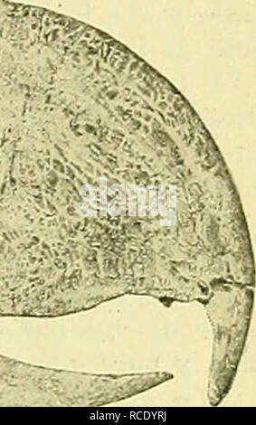 . El Hornero. Vögel. Abb., 1. - Vista seitliche del cráneo y mandíbula del Phororlincos inflatus reducido Amegh., ein un tercio del tamaño natürlich. Fotográfica reproducción de la PI. XIV, Vol. XV, "Transaktionen der Zoologischen Gesellschaft von Loudon", 1901. s. iiix., premaxilar; Ji. nasale; Lac, lacrimal; í, o, n. septum Stelle zwischen; Sup., o, lámina supraorbital; s. Orb. s., proceso post-orbitario; o. q., orbitario del proceso Cuadrada; f) /., Fopa zeitlich; 1. r., Cresta lambdoide; ft. q., escama del zeitlich; z. y., proceso zigomático; t.y., cavidad timpánica; q., cuadrado; q. ju., cuádralo y Stockfoto