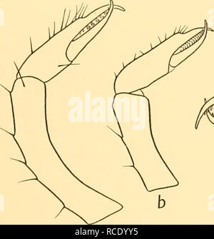 . Entdeckung berichten. Discovery (Schiff); Wissenschaftliche Expeditionen; Ocean; Antarktis; Falkland Inseln. 47 NYMPHONIDAE Palp. Terminal mehr als vorletzten Segment, sowohl setose (Abb. 8 b). Zwei Segmente zusammen gleich an Dritte, und ein wenig kürzer als das zweite Segment. Oviger. Terminal Kralle gleich zehnten Segment und bewaffnet mit 5-7 spinules. Gesamtzahl der denticulate Stacheln 19-22. Die Segmente 4-6 in den Proportionen 1-3: 1-73: Ich (Abb. 18 a); fünfte Segment gebogen und von fast einheitlichen Durchmesser über. Dritte Etappe. Zweite coxa ein wenig länger als die Summe der beiden anderen. Femur bisschen Stockfoto
