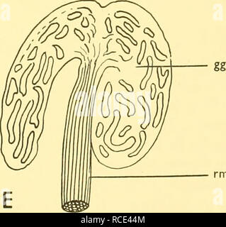 . Entdeckung berichten. Discovery (Schiff); Wissenschaftliche Expeditionen; Ocean; Antarktis; Falkland Inseln. rm Text-Bild. 7. Fett - investiert der swimbladders Cyclothone microdon (a und b) und c Signata (C, D und E). (A und C, seitlichen Blick; D und E, ventralen Ansichten.) bk, bauchigen, hinterer Teil der Niere; gg, Gas-Drüse; ft, Fettsäuren Investition von Regressiert swimbladder; Mt, Darm; Oy, Eierstock; pv, Herkunft der Bauchflossen; rm, rete mirabile, Rsb, Regressiert swimbladder; St, Magen, (a, x 13-5, x37-5B; c. xi 8" 9; d, Xi 8-9; e, x 30.) DM 3. Bitte beachten Sie, dass diese Bilder aus gescannten Seite Bilder extrahiert werden Stockfoto