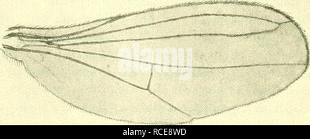 . Dipterologische Studien. Dolichopodidae. Â r Abb. 105. Convexa hyptiocheta Beck. cT - 16:1. vorhanden. Pulvillen und Krallen klein. FlÃ¼-gel groÃ, von der Ge- Das¶hnlichen Form, sterben Kachelmann hat aber eine besondere Abweichung dadurch erhalten, daÃ die dritte Lã¤ngsader nicht in der Höhle FUigel-rand auslÃ¤uft, sondern sich vorher mit der zweiten verbindet, so daÃ hierdurch eine ge-schlossene und gestielte Zelle entsteht; sterben bereits LÃ¤ngsader ist dadurch weiter als gewÃ¶hnlich von der dritten abgerÃ¼ckt und mÃ¼ndet etwas hinter der FlÃ¼gelspitze (s. Abbildung 106). 1 convexa n. sp. d'g. 2 Figuren Ame Stockfoto