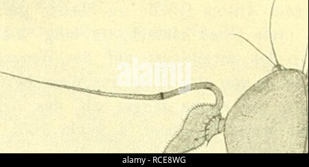 . Dipterologische Studien. Dolichopodidae. 246 "J'h. r. i'cker.. Â r Abb. 105. Convexa hyptiocheta Beck. cT - 16:1. vorhanden. Pulvillen und Krallen klein. FlÃ¼-gel groÃ, von der Ge- Das¶hnlichen Form, sterben Kachelmann hat aber eine besondere Abweichung dadurch erhalten, daÃ die dritte Lã¤ngsader nicht in der Höhle FUigel-rand auslÃ¤uft, sondern sich vorher mit der zweiten verbindet, so daÃ hierdurch eine ge-schlossene und gestielte Zelle entsteht; sterben bereits LÃ¤ngsader ist dadurch weiter als gewÃ¶hnlich von der dritten abgerÃ¼ckt und mÃ¼ndet etwas hinter der FlÃ¼gelspitze (s. Abbildung 106). 1 convexa n. s Stockfoto