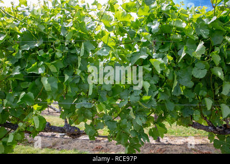 Frische grüne Weinrebe Blätter in einer ordentlich Weinberg in Neuseeland Stockfoto