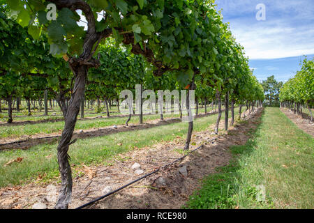 Sommer in einem Weinberg in Waipara, Neuseeland Stockfoto