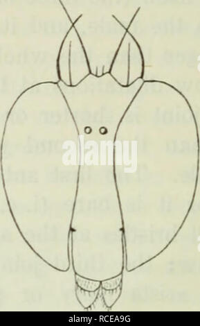 . Diptera Danica: Gattungen und Arten von Fliegen, die bisher in Dänemark gefunden. Dipteren. Abb. 1. DoUchopus ungulatus cS-Abb. 2. Ammobates Tachytrechus c?. Köpfe, epistoma und clypeus. dem Hinterhauptbein. Das labrum ist stark, und eine seltsame Form; es ist hoch an der Basis, breit und gewölbt; es hat eine weniger chitinised median Zahn und auf jeder Seite eine starke seitliche Zahn; wie das LABRUM ist stark semi-schlauchreifen, die seitlichen Zähne liegen niedriger als der Mittelwert nach unten; manchmal der mittlere Zahn nicht entwickelt. Hypopharynx wie - klug, stark, es ist mehr oder weniger langgestreckten dreieckigen, manchmal einige - was Stockfoto