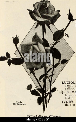 . Dingee Leitfaden zur Rose Kultur: Seit mehr als 60 Jahren eine Behörde 1918. 1850 FOUNDEI DiNGEE Leitfaden zur Rose Kultur - OUNDED 1850. l-ady HilUngdon HARDY EVtRBLOOMING KAFFEE ROSESâContinued. Xady Hillingdon Eine der neuesten Einführungen der Kaffee klasse und hat die Medaille über alle gelben Rosen, die Farbe ist fast unbeschreiblich, Aprikose gelb schattiert werden orange am äußeren Rand der Blütenblätter, immer tiefer und intensiver in die Mitte der Blüte. Die Farbe nicht verblassen nach der Blüte geschnitten ist, aber immer dunkler. Knospen auf lange produziert werden, stark, drahtige Stengel Stockfoto