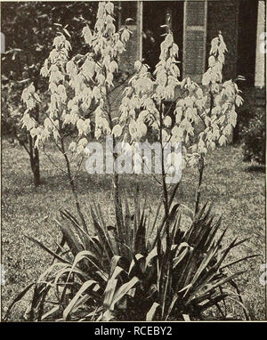 . Dingee Leitfaden zur Rose Kultur. 1850 FOUMDEI DiNGEE Leitfaden zur Rose Kultur gegründet 1850. Die Yucca ftlamentosaâAdam Nadel, Spanisch Bajonett. HARDY PERENNIALSâContinued. Japanische und Deutsche Schwertlilien die Rainbow Flower der Griechen; die Fleur de Lis Der Frencl die Erinnerung an die "Blaue Flagge" der alten Zeit Gärten ist eine eveil Süße zu denen, deren Leben in einer solchen Umgebung gelebt wurden, und während die "modernen" Iris, wenn wir verwenden den Begriff, wird einer der alten Tage erinnern, auch sie ist, wie alles von diesen Tagen, haben auf den Einfluss von Verbesserungen möglich, und es ist Stockfoto