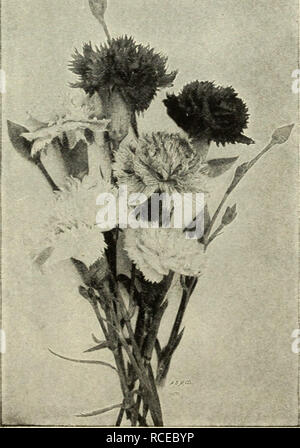 . Dingee Leitfaden zur Rose Kultur. Cyanea Stokesia - Stokes Aster. Stauden - fortgesetzt. Blüht im Juni CAMPANULA (Canterbury Bells) - Single in verschiedenen Farben, von Weiß, Lila, Blau oder Rosa. 3 Füße. Doppelzimmer Blau - 8 Zoll. DELPHINIUM (Belladonna) - Everblooming Hardy Lerche - Sporn. Die schönsten Himmel blau von Zwerg Gewohnheit. 3 bis 4 Fuß. Blüht den ganzen Sommer, bis der Schnitt durch Frost. Formosum - Tief Enzian blau mit weißer Biene. Lange spikes, 18 Zoll bis 2 Fuß. Achillea ptarmica Flore pleno - "Die Perle. Gaillardia grandiflora - Decke Blume.. DIANTHUS (Hardy Garten Rosa) - Doppelt Weiß und Dunkelrot. Stockfoto