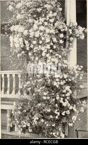 . Dingee Leitfaden zur Rose Kultur: 1850 1911. . Dorothy Perkins. Der stattliche Rosa Rambler^ Dorothy Perkins den leuchtenden Rosa Rambler Rose Blüten in großen Clustern getragen werden, sind sehr doppelt, mit hübsch gekräuselte Blütenblätter; bemerkenswert schönen Spitzen Knospen, schöne, klare shell-rosa Farbe, dauert eine lange Zeit, ohne zu verblassen. Die Bush-regierung ist absolut winterhart in allen Gemeinden, eine schnelle und sparsame Landwirt, seine wundersame Blüten in großen Clustern. ^ Lady Gay Blumen von einem zarten Cherry rosa Farbe, die zu einer weichen, weißen verblasst; tief grünem Laub. Eine kräftige Anbauer und vollkommen winterhart. Wird Cove Stockfoto