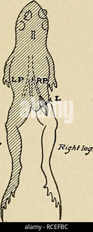 . Richtungen für die Arbeit im Labor in der Physiologie für die medizinische Verwendung von Studenten. Physiologie. Unabhängige Reizbarkeit der Muskeln. 49 Pinzetten, sezieren Die sciatic Plexus Versorgung "die Hinterbeine. Halten Sie nicht Nerven mit der Pinzette nehmen und vermeiden Stretching - Ihnen. Die Plexus wiederum mit dem tetanizing Aktuelle stimulieren. Was ist das Ergebnis? Jetzt die Anregung direkt auf die Muskulatur der Beine. Was ist das Ergebnis? Die Vorbereitung, die im Experiment lo, die sofort sollte - atety diese Folgen zu verwenden. Beantworten Sie die folgenden Fragen in Ihren Notizen und Proofs: Wie haben sich die d Stockfoto