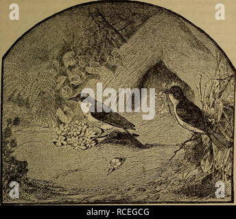 . Elemente der zoölogy. Zoologie. Kiel-BREASTED VÖGEL. 285. Abb. 314.- Der Gärtner - Vogel; sein Haus, Garten, Blumen, etc. Die Finken (Fringillidce) haben die Rechnung kürzer und robuster als in den vorangegangenen Familie, die Mundwinkel nach unten gezogen. Sie haben eine große Auswahl in allen Ländern mit Ausnahme von Australien. Die Cardinal grosbeak (Cardinalis Virginianus) Eines unserer Vögel. Die allgemeine Farbe ist Rot, ashy auf dem Rücken, Kinn und Stirn schwarz, die Crest conspicu-ous, und der Schnabel ein helles Rot. Ihre Notizen sind extrem melodisch, vor allem in der Zucht - Saison. Die Nester werden p Stockfoto