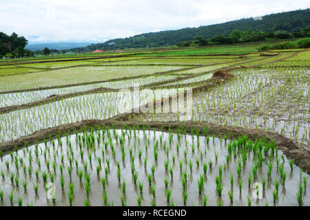 Grüne Reisfelder auf Terrassierten von Mae Chaem, Chiang Mai, Thailand Stockfoto