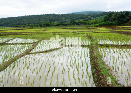 Grüne Reisfelder auf Terrassierten von Mae Chaem, Chiang Mai, Thailand Stockfoto