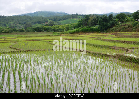 Grüne Reisfelder auf Terrassierten von Mae Chaem, Chiang Mai, Thailand Stockfoto