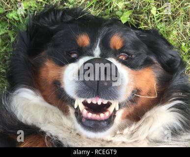 Goofy Bella die Große Berner Stockfoto