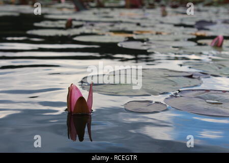 Seerosen in Dutch Lake, Clearwater, British Columbia Stockfoto