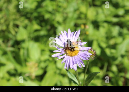 Schöne fliegendes Insekt auf Alberta wilde Blume Stockfoto