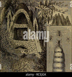 . Elemente der zoölogy. Zoologie. Insekten. "5 Köpfe und kräftige Kiefer. Die Afrikanische Termiten * immense Nester (Abb. bauen. 138), und die Königin ist oft 40.000 mal größer als die Arbeiter. Wert. - gegessen in Zentralafrika und die Nester als Brennstoff verwendet.. Abb. 13 S. - weiße Ameisen, die grosse Königin, männlich, Arbeiter und Soldat, und Abschnitt von Nest, die Zelle der Königin. * Ihre Hügel zwölf Fuß hoch gesehen worden und fast eine Hun - dred Füße im Umkreis. Sie in verschiedenen Apartments aufgeteilt, die semi-Ei-förmigen Zelle im Zentrum mit den inhaftierten Königin, die manchmal wächst Stockfoto