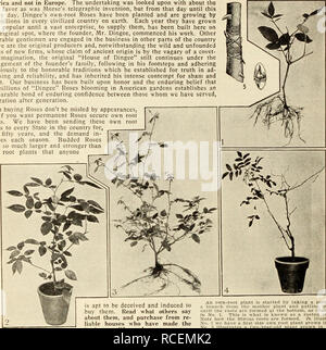 . Dingee Leitfaden zur Rose Kultur: 1917. Eigenen Root versus Grünte Rosen Wahrheit versus Übertreibung, wenn unser Geschäft wurde vor über 60 Jahren, die durch die Gründer, Charles Dingee, die Weinblüte und veredelten Rosen waren die einzige Art sein musste. Sie wurden als unbefriedigend, so wie sie jetzt sind, und Herr Dingee konzipiert die Idee, Rosen, für Amerikanische Häuser und Gärten, auf eigenen Wurzeln in Amerika und in Europa nicht gewachsen. Das Unternehmen wurde mit ungefähr der gleichen Gnade wie war telegrafische Morse's Erfindung geschaut, aber von diesem Tag bis zu diesem schönen Tag, Dingee aus eigener root Rosen gepflanzt worden sind und Stockfoto