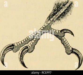 . Vögel sterben; Handbuch der systematischen Ornithologie. Vögel. . Bitte beachten Sie, dass diese Bilder sind von der gescannten Seite Bilder, die digital für die Lesbarkeit verbessert haben mögen - Färbung und Aussehen dieser Abbildungen können nicht perfekt dem Original ähneln. extrahiert. Reichenow, Anton, b. 1847. Stuttgart, F.Enke Stockfoto