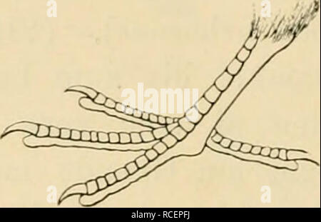 . Vögel sterben; Handbuch der systematischen Ornithologie. Vögel. . Bitte beachten Sie, dass diese Bilder sind von der gescannten Seite Bilder, die digital für die Lesbarkeit verbessert haben mögen - Färbung und Aussehen dieser Abbildungen können nicht perfekt dem Original ähneln. extrahiert. Reichenow, Anton, b. 1847. Stuttgart, F.Enke Stockfoto