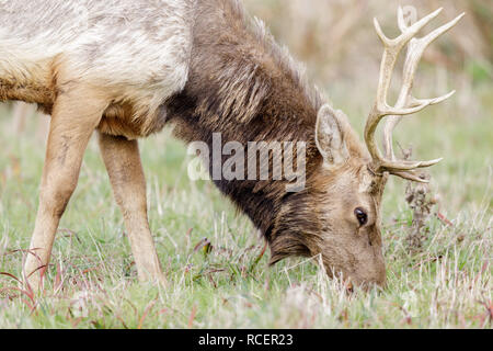 Tule Elk Stier nach Weiden. Stockfoto