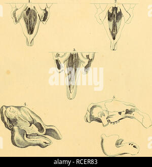 . Säugthiere Sterben in Abbildungen nach der Natur. Säugetiere. CCCLXXXI. ^. Fleischuta. Manatiis senedalensis CiTTTV^ rclere SchädelcOisiclit o S. jVL. latirostris Hai'l". 3M. australis Fliesen. 4. M. americajMis Home. Scliädel. 5. ScIiädel | ra (| " meiit von jVI. latiro stris Harl.. Bitte beachten Sie, dass diese Bilder sind von der gescannten Seite Bilder, die digital für die Lesbarkeit verbessert haben mögen - Färbung und Aussehen dieser Abbildungen können nicht perfekt dem Original ähneln. extrahiert. Schreber, Johann Christian Daniel, 1739-1810; Wagner, Andreas Johann, 1797-1861; Goldfuss, Georg August, 1782 Stockfoto