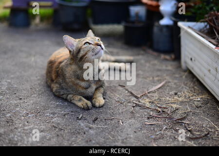 Eine junge Grau tabby Katze in den Himmel schauen und ruht auf dem Zementboden Stockfoto