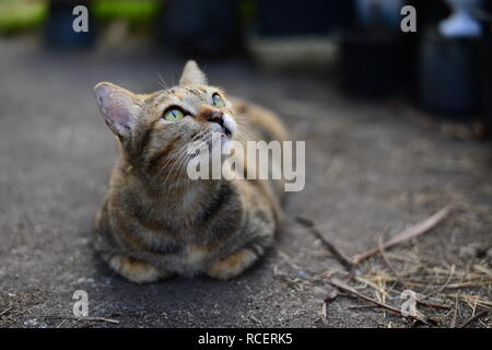 Eine junge Grau tabby Katze in den Himmel schauen und ruht auf dem Zementboden Stockfoto