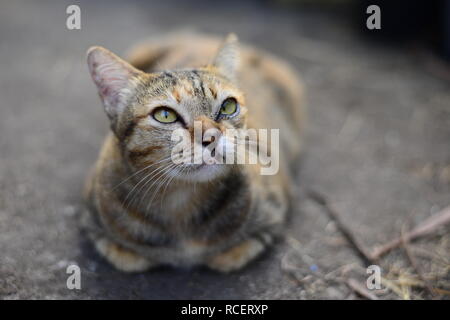 Eine junge Grau tabby Katze in den Himmel schauen und ruht auf dem Zementboden Stockfoto
