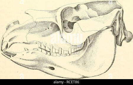 . Säugetiere sterben. Einführung in die Anatomie und Systematik der fossilen recenten und Mammalia. Anatomie, Vergleichende; Säugetiere. Abb. 501. Kaufläche von Mo-laren von Toxodoutia. Ein Typo-theriuni, 2. rechter oberer M; n. Gr.- 6 Toxodon platensis, 2. rechter oberer M; '/., n. Gr. - C Toxodon imbricatus, 2. rechter oberer M; Vo Ji-Gr., / Lvdekker.. Abb. 502. Toxoilon Burraeisteri Giebel; / Burinoister. Reste von+Trachytherus Amegli. Sindh vorläutig noch zu spärlich Sterben, um die Stellung dieses Tieres festzustellen, dennoch Lydekker meint, daß es vielleicht als der direkte Vorfahre von Ty]) Ot Stockfoto