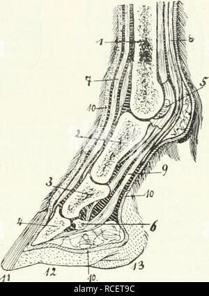 . Säugetiere sterben. Einführung in die Anatomie und Systematik der fossilen recenten und Mammalia. Anatomie, Vergleichende; Säugetiere; Säugetiere, Fossil. . Bitte beachten Sie, dass diese Bilder sind von der gescannten Seite Bilder, die digital für die Lesbarkeit verbessert haben mögen - Färbung und Aussehen dieser Abbildungen können nicht perfekt dem Original ähneln. extrahiert. Weber, Max Wilhelm Carl, 1852-1937. Jena G. Fischer Stockfoto